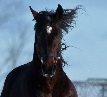 What Dreams May Come