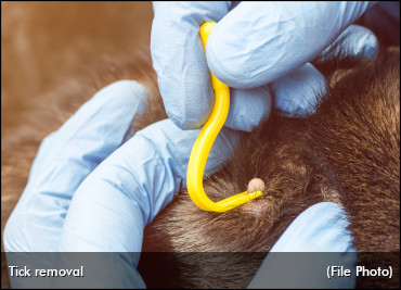 Prevent Being Ticked Off