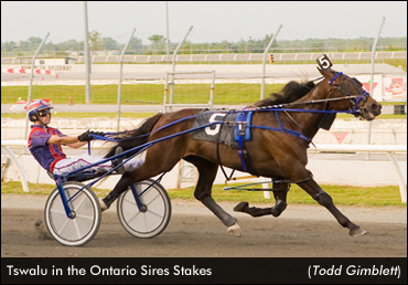Local Colt Opens Kawartha Grassroots