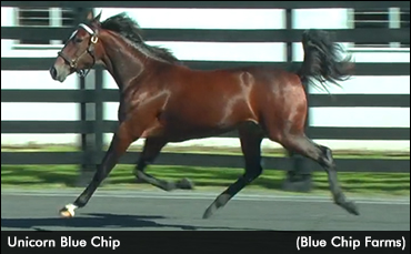 Unicorn Blue Chip Attracts Attention