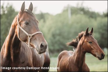 Rare Filly Needs Name