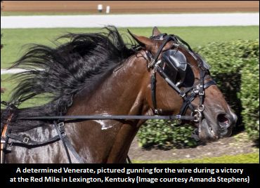 Venerate Attracts 'Crown' Respect