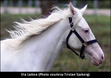 Sjoberg Finds Another White Horse