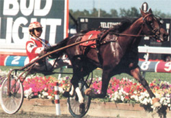 Hambo Winner Victory Dream Dies