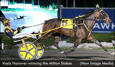 Voelz Hanover In Milton Stakes Shocker