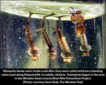 West Nile Claims Essex County Horse 