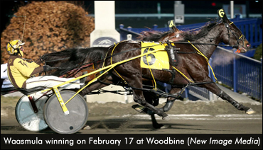 Waasmula Tops Woodbine Distaffers