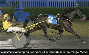 Waasmula Wires Woodbine Mares