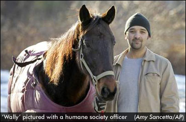 Standardbred Found At Wal-Mart
