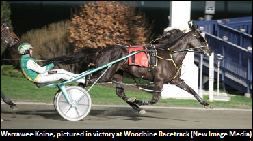 Warrawee Koine Retires, In Foal