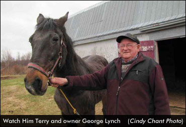 36-Year-Old Standardbred Still Going