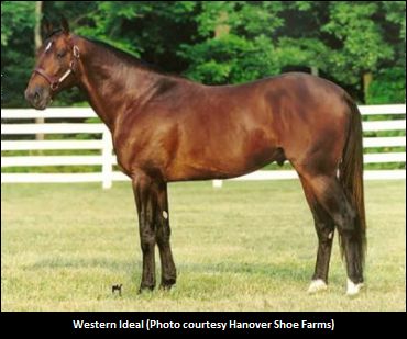 Western Ideal Retired From Stud Duty