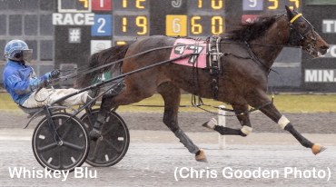 Seven Straight For Whiskey Blu