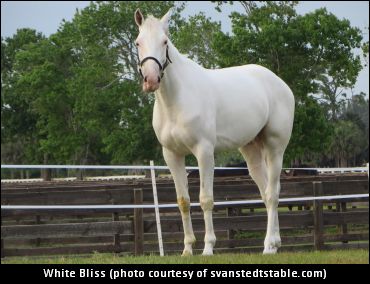 White Bliss Pointed To “Major Stakes”