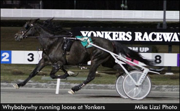 Loose Horse Avoids Serious Injuries 