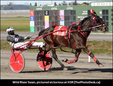 H3R Romp For Wild River Swan