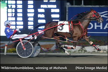 Wildriverbumblebee Set To Sting