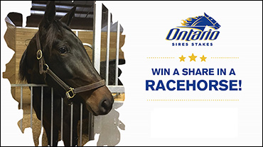 Win A Share In A Racehorse!