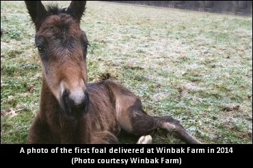 Name Winbak’s First Foal Of 2014 Name Winbak’s First Foal Of 2014