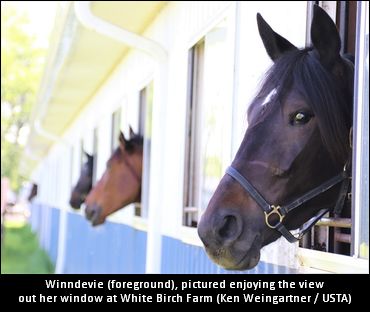 Winndevie Eyeing 2019 Campaign