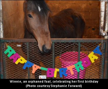 Winnie, The Orphaned Foal