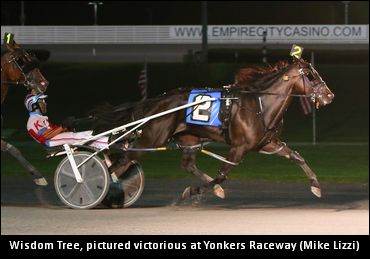 Excitement For Mare’s Aged Debut