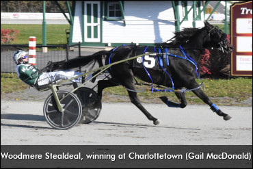 Woodmere Stealdeal, Mystifying To Ont.