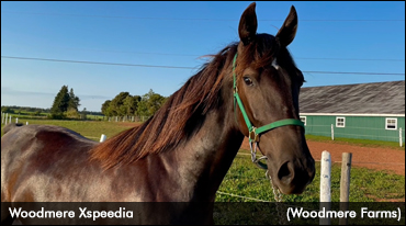 Record-Setting Atlantic Classic Sale