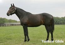 Kentuckiana To Relocate Stallions