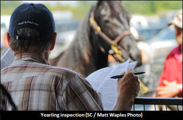 Canadian Yearling Sale Catalogue Online