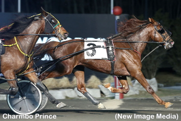 Trotters Tussle In Series Action Trotters Tussle In Series Action