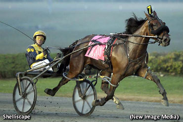 Shelliscape Still Undefeated