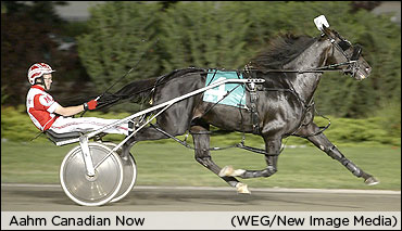 Aahm A Stallion Now