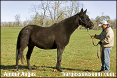 Amour Angus Euthanized