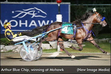 New Home For Arthur Blue Chip 
