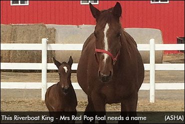 Name That Foal Contest Open