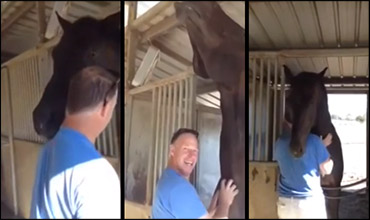 Horse Uses Head To Get Attention