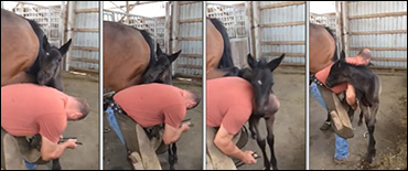 Standardbred Foal Goes Viral