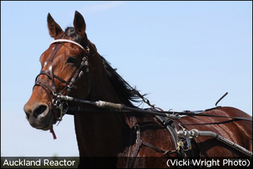 Auckland Reactor N Fourth At Chester