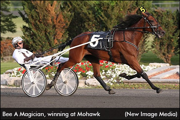 Bee A Magician Sidelined