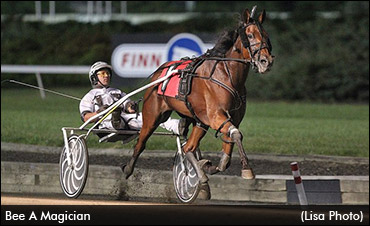 Bee A Magician: Hambo Or Oaks?