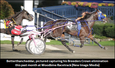 'Beauty' And 'Cheddar' Favoured In IL