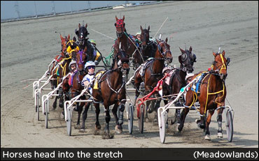 A Harness Racing Reality Show?