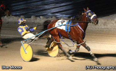 The 'Moose' Is Loose In London