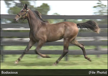 Bodacious Tops Day 1 At Harrisburg