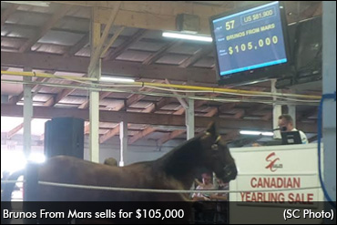 Strong 2016 Canadian Yearling Sale Strong 2016 Canadian Yearling Sale