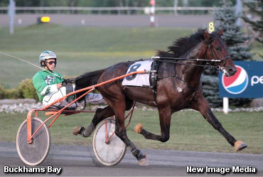 Buckhams Bay Romps In Gold Final