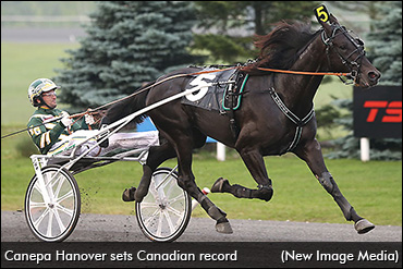 Similarities To Trotting's Best