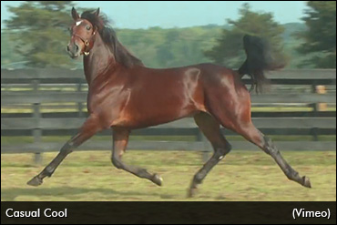 Ontario Yearlings Strong At Harrisburg