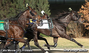 Cats Meow Delivers In Damsel Final